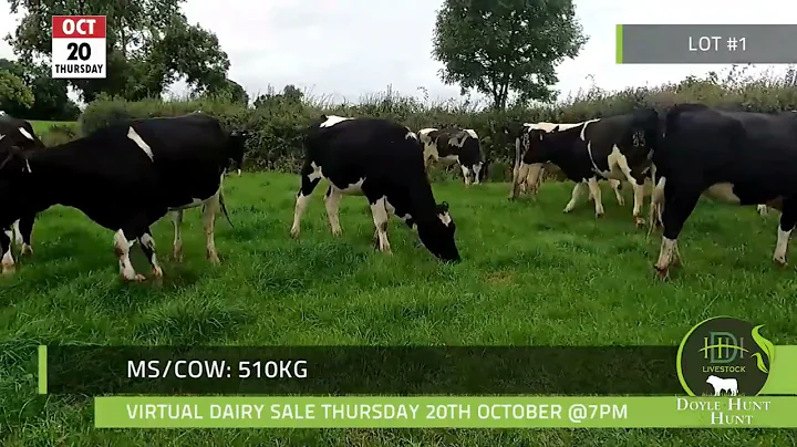 lot 1 18 in-calf heifers EBI 236