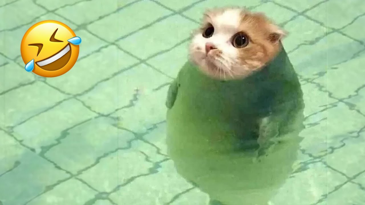 Funniest animals will make you laugh to die 😂 Cute cats and dogs ever 🤣