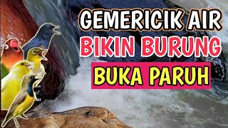 🔴 SANGAT AMPUH‼️ 4 Jam Suara Gemericik Air   Masteran Jernih Bikin Semua Burung Buka Paruh