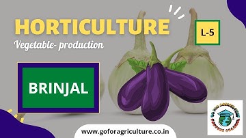 BRINJAL Cultivation • Horticulture L-5 • Go For Agriculture #icar #bhu #brinjal