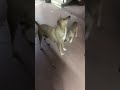 Stray Dogs in Kushtia। প্রভুভক্ত প্রাণী কুকুর, কুষ্টিয়া।