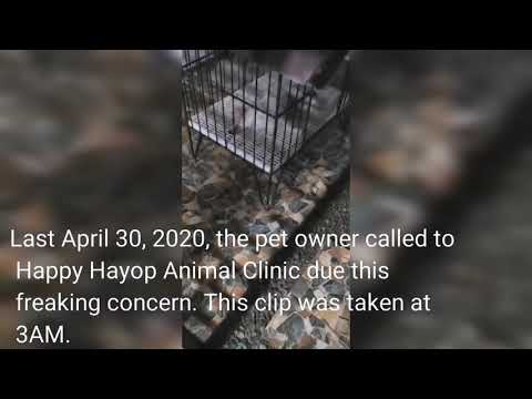 Video: Dog Swallowed Posion - Gift Svelget Av Hundebehandling