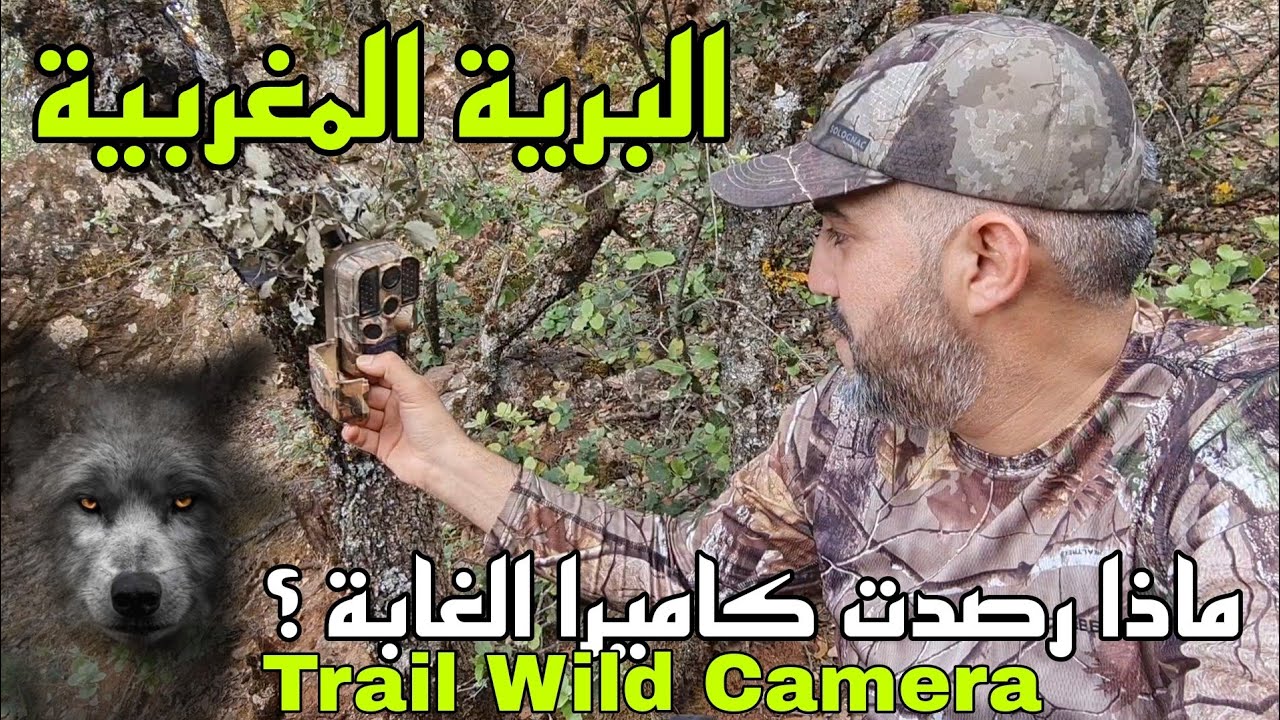 البرية المغربية: ماذا رصدت كاميرا الغابة Trail wildcamera