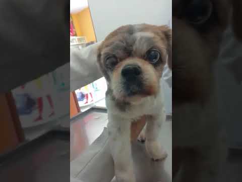 Video: Colapso De La Tubería De Viento En Perros