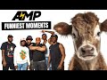 BEST OF AMP (FUNNY MOMENTS) 😭