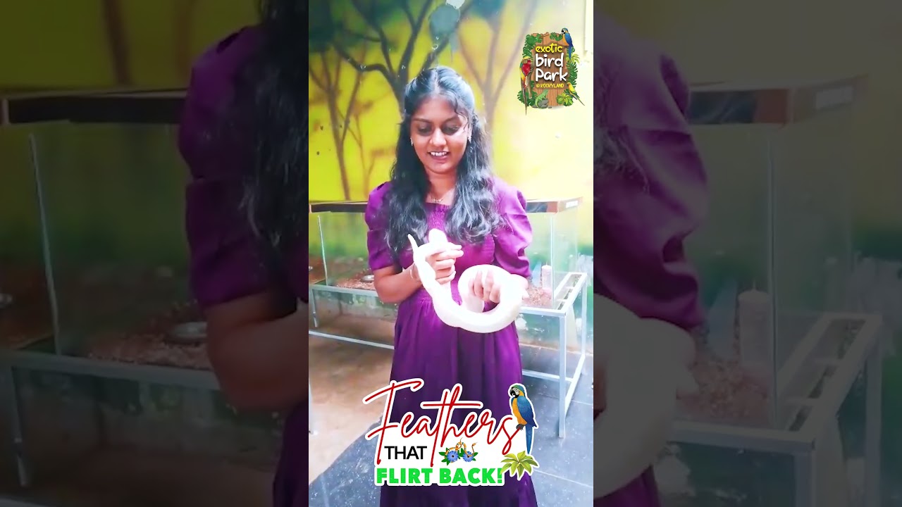 🪶𝙁𝙚𝙖𝙩𝙝𝙚𝙧𝙨 𝙏𝙝𝙖𝙩 𝙁𝙡𝙞𝙧𝙩 𝘽𝙖𝙘𝙠!🪶