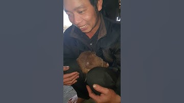 Dúi rừng thuần hóa | Pú vlog