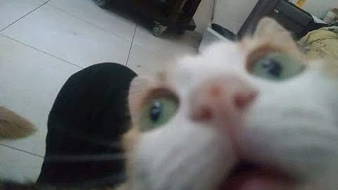 CS 125 Final Project