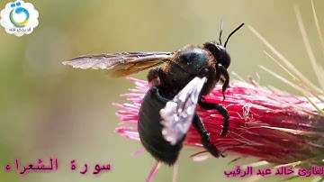 سورة الشعراء للقارئ خالد عبد الرقيب. شيء لا يصدق صوت من كوكب اخر