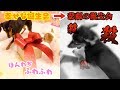 幸せいっぱいな愛犬の誕生会が修羅場に変わる瞬間