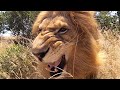 Lions Scents and Sense Abilities - Touch | The Lion Whisperer