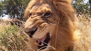 Lions Scents and Sense Abilities  Touch | The Lion Whisperer