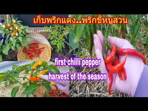 เก็บพริกแดง,พริกขี้หนูสวน.ปลูกพริกอินทรีย์ก็ได้กินอยู่น๊าา first chilli pepper harvest of the season