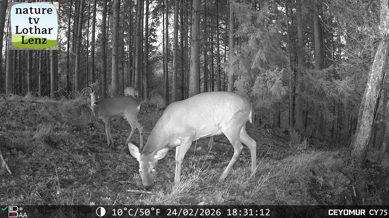 Rehe im Eifelwald Ende Februar 2025. Wildkamera Ceyomur CY75