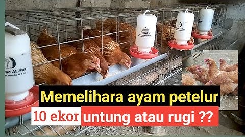 Keuntungan memelihara ayam petelur 10ekor.