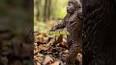 The Fascinating World of Cryptozoology ile ilgili video