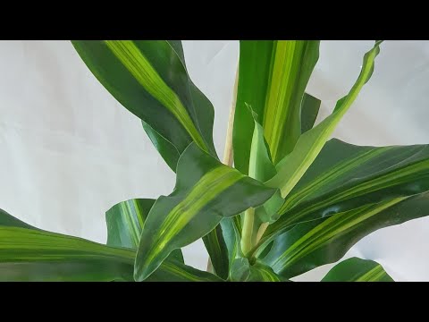 فيديو: Fragrant Dracaena (36 صورة): العناية المنزلية بعطر Dracaena ، طرق تكاثره. خصائص صنف ليمون لايم وغيرها. كيف تتفتح الشجرة وكيف تقليمها؟