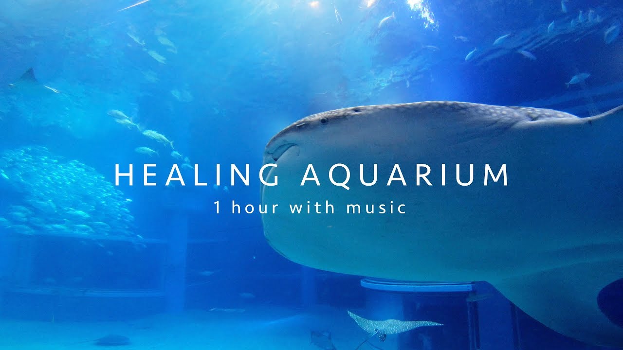 Download 【HEALING AQUARIUM 1 hour BGV】 ジンベイザメの泳ぐ水槽 1時間 水中音・音楽有