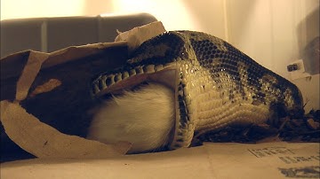 Carpet Python Eats Dinner