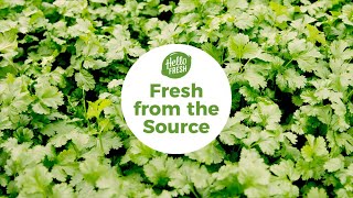 Langmeads Herbs | Fresh From The Source | HelloFresh Suppliers