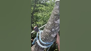 Negative Rigging Big Poplar Top