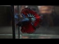 SUPER BLUE RED Rosetail HM (Male) Betta Fish
