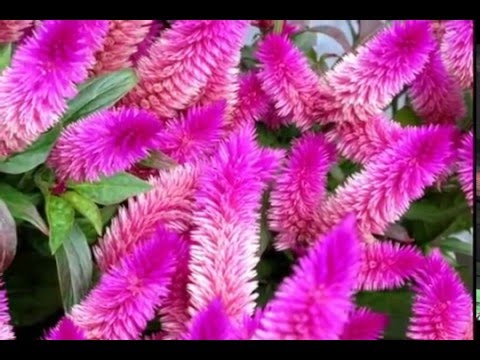Video: Celosia (68 Fotografii): Celosia Argintie și Alte Tipuri și Soiuri De Flori. Plantarea și îngrijirea Lor în Câmp Deschis în Paturi De Flori și într-o Oală Acasă