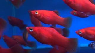 Red Platty (Xiphophorus maculatus) - Tropical Fish