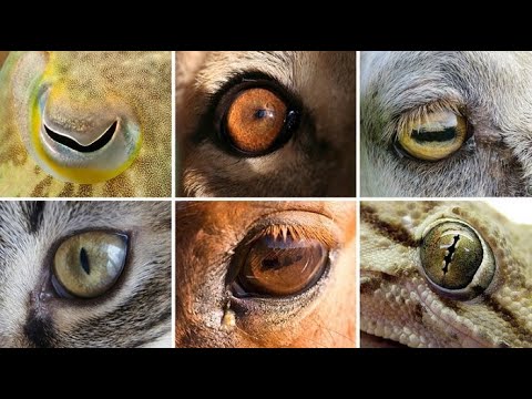 Почему у хищников и травоядных зрачки разные|Why do predators and herbivores have different pupils