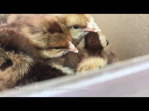 McMurray Hatchery Bielefelder Day-Old Baby Chicks
