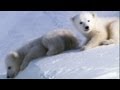 Cool Cute Cubs! | Amazing Animal Babies: Polar Bears | Earth Unplugged