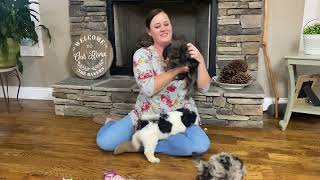 Gabby x Toby Mini Goldendoodle Puppies - Group 1 by Cane Creek Goldendoodles 267 views 7 months ago 2 minutes, 40 seconds