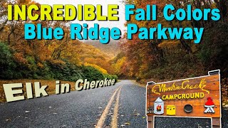 Most Incredible Fall Colors - Blue Ridge Parkway! | Elk Herd | Moonshine Creek Campground!! by Chosen Adventures 2,060 views 2 years ago 21 minutes