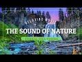 Relaxing Music - The Sound of Nature 🎧 5.1 Surround Sound - 70 Min