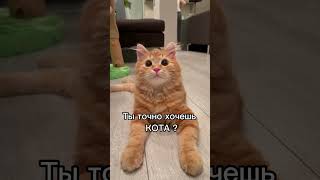 Ты Точно Хочешь Кота? #Кот #Кошка #Shorts