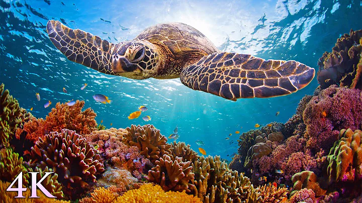 11HRS of 4K Turtle Paradise - Undersea Nature Rela...