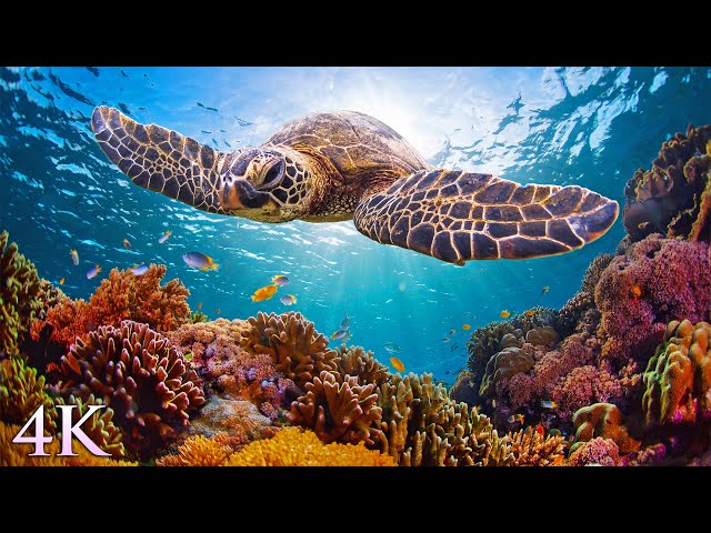 11HRS of 4K Turtle Paradise - Undersea Nature Relaxation Film + Meditation Music by Jason Stephenson class=