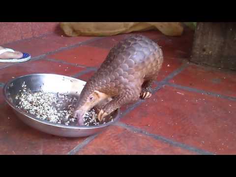 Video Tê Tê - Loài Động Vật Có Nguy Cơ Bị Tuyệt Chủng - youtube