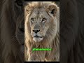 🦁 The Rare White Lion Is More Amazing Than You Think! #Shorts