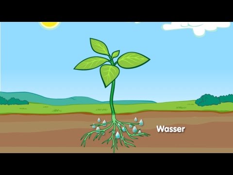 Video: Wie wirkt sich Arsen auf Pflanzen aus?
