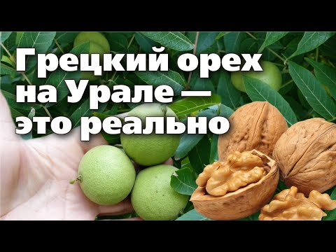 Как вырастить грецкий орех на Урале и собрать отличный урожай  Опыт садовода