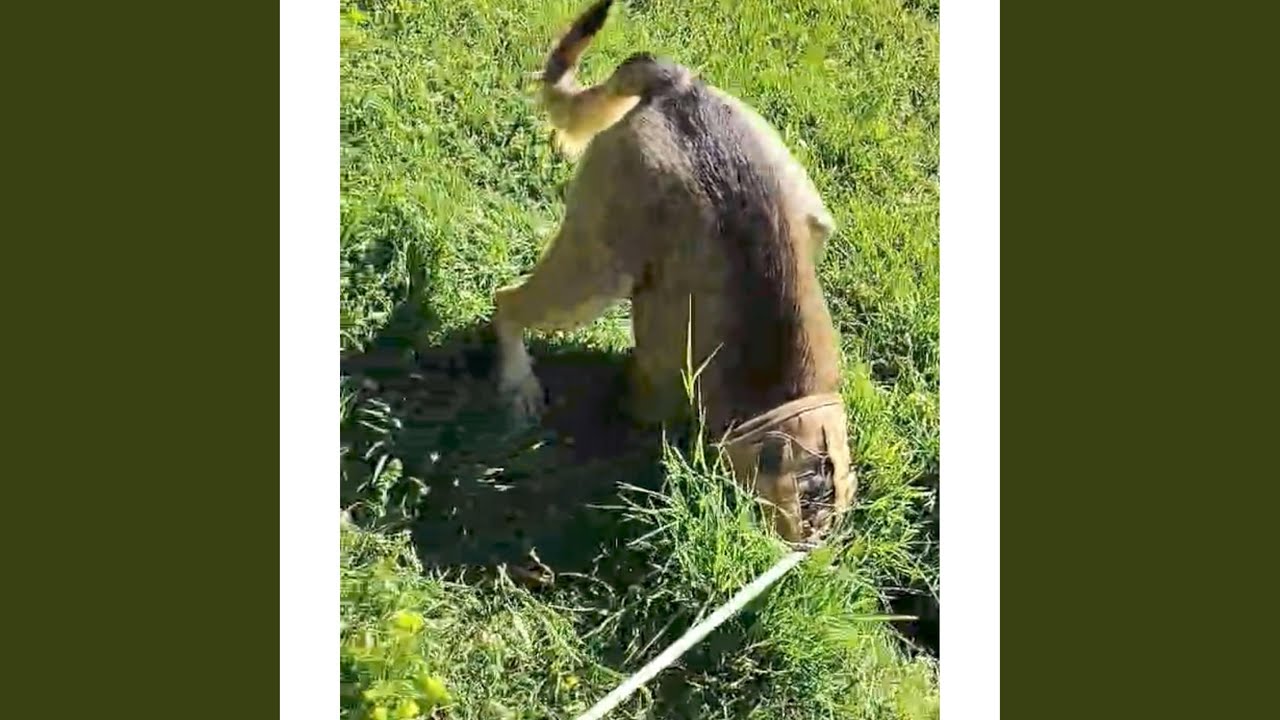 Ice chest (Chill Version)