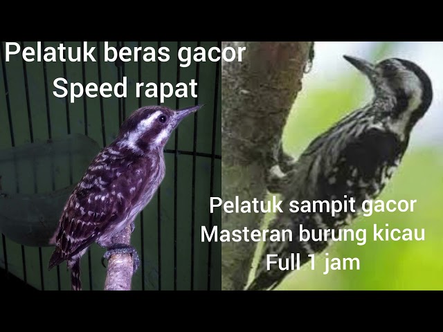 Masteran terbaik burung kicau || Suara burung Pelatuk beras gacor class=