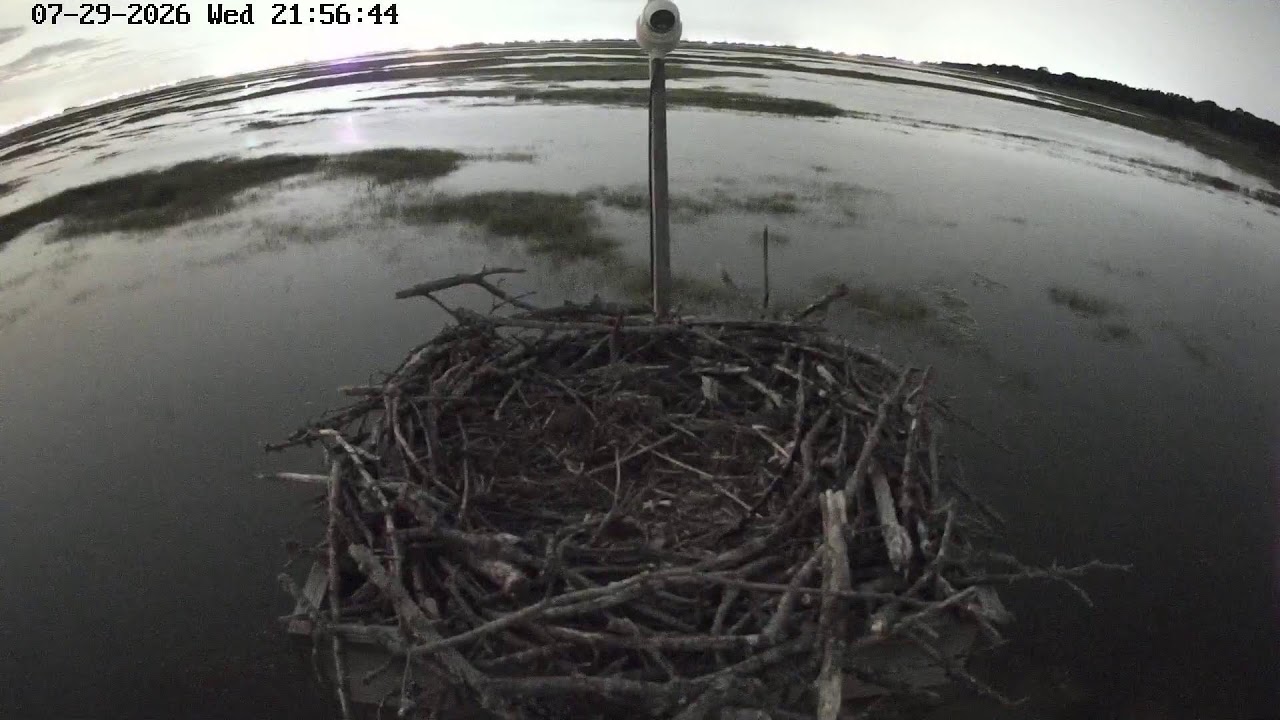 Osprey Nest Live Cam at the Forsythe Wildlife Refuge in OceanVille, NJ (South) live camera thumbnail