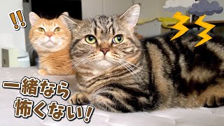 雷を怖がっていた弟猫が安心できる場所を見つけました