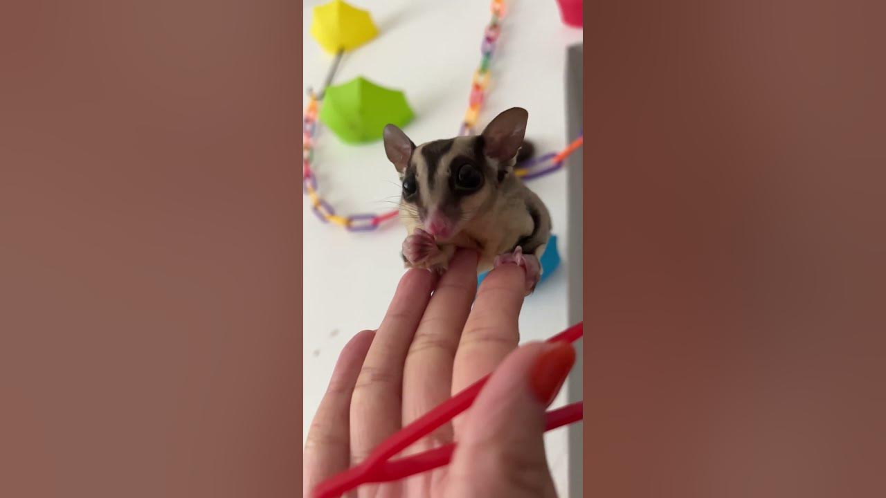 sugar glider eat cheese bug 蜜袋鼯 吃起司蟲 芝士蟲 倒挂 フクロモモンガ チーズ虫 sugarglider