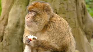 Monkey Eating Apple || Cute Animal