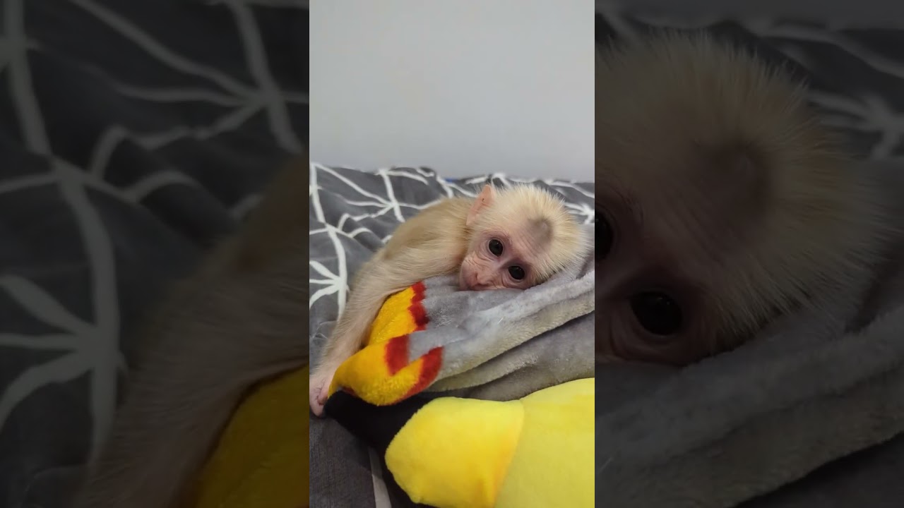 #shorts #shortsvideo #animals #wildlife #monkey #cutebaby #sophia #moggi