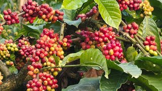 "How to Select CHAMPION Robusta CXR Seeds |6 Rules Every Planter Must know!"