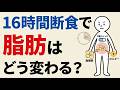 科学的解説：16時間断食を始めると脂肪細胞に何が起こるのか？空腹の裏で始まる“代謝スイッチ”の正体